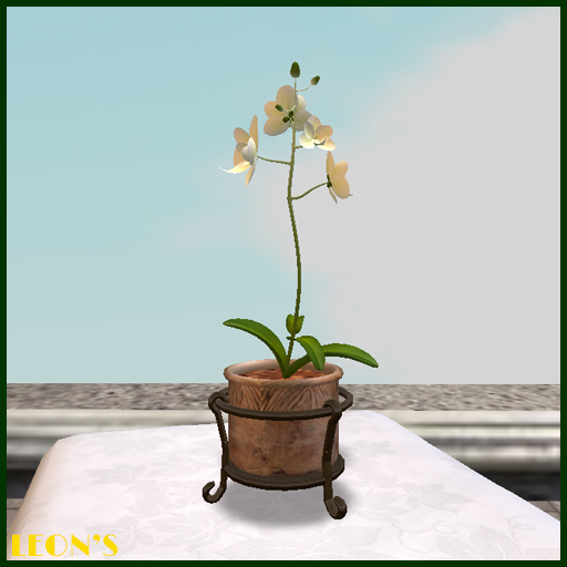 White Orchid in Pot & Stand - MESH