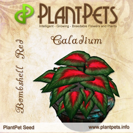 PlantPet Seed [Caladium *Bombshell Red*]