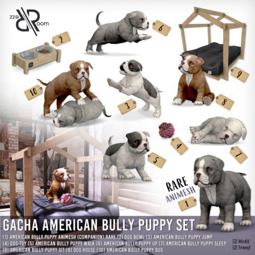 [Rezz Room] Box American Bully Puppy Duo 1