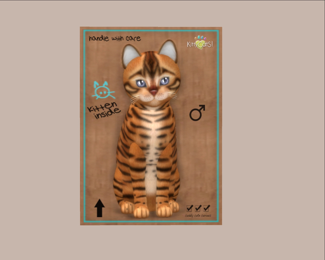 KittyCatS Box - 8TF Toyger - Caramel 3