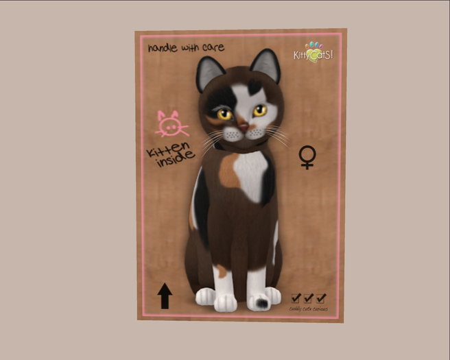 KittyCatS Box - New Born Kitten 11