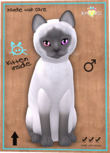 KittyCatS Box - New Born Kitten