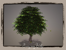 EV - Tulip Poplar 2