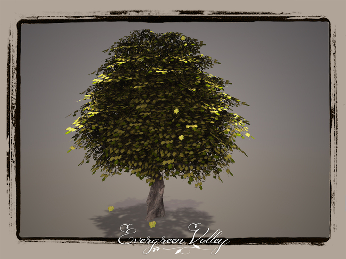 EV - Tulip Poplar 3