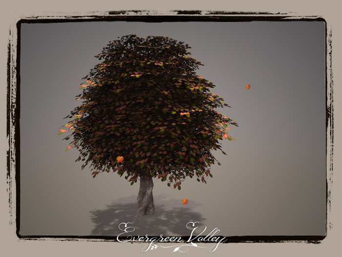 EV - Tulip Poplar 4