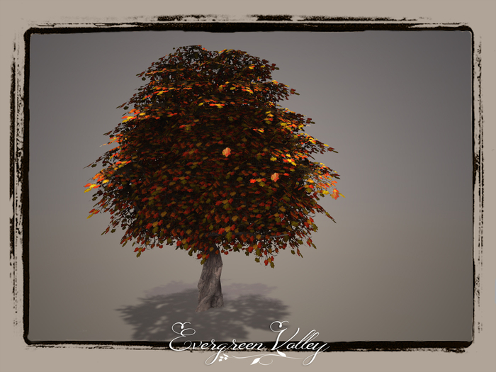 EV - Tulip Poplar 6