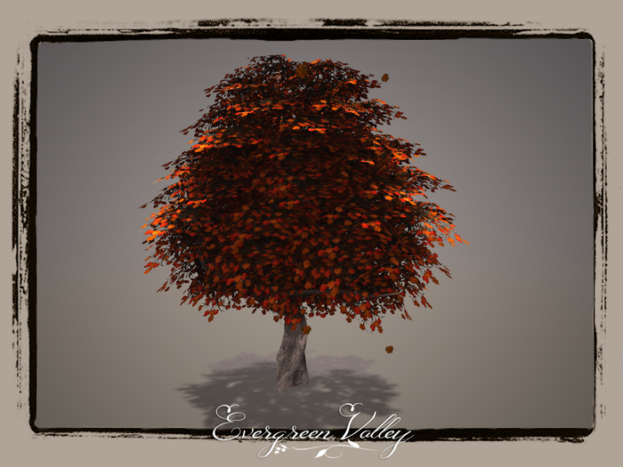EV - Tulip Poplar 7
