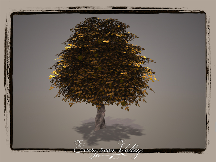 EV - Tulip Poplar 8
