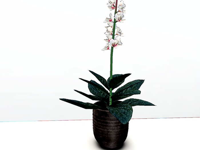 [AE] Garden Center-Single Verbascum Flower  in Pot White