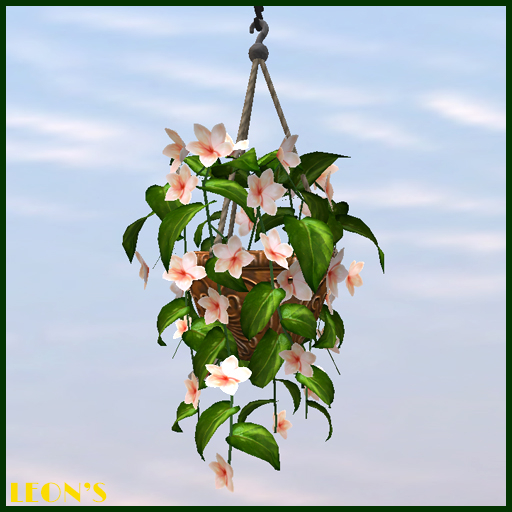 Cream Orchids in hanging Pot "Italian Heart" - RESIZE COPY