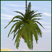 Second Life Marketplace - Fern in hanging Pot 