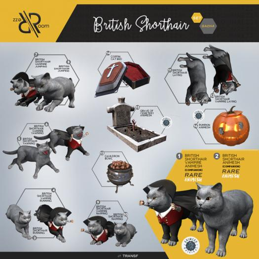 [Rezz Room] Box British Shorthair Vampire Jumping