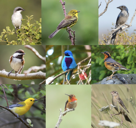Bird Sounds HUD