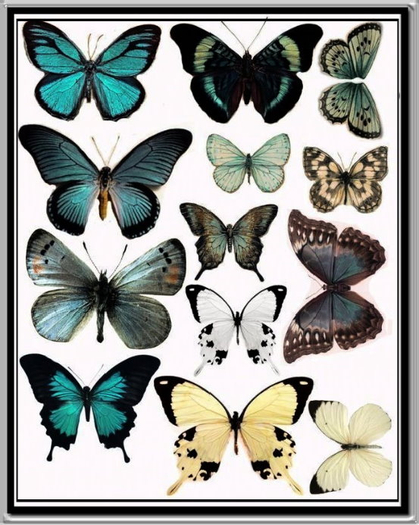 ART BUTTERLIES 1 FANTASMAGORIA BY FLAME