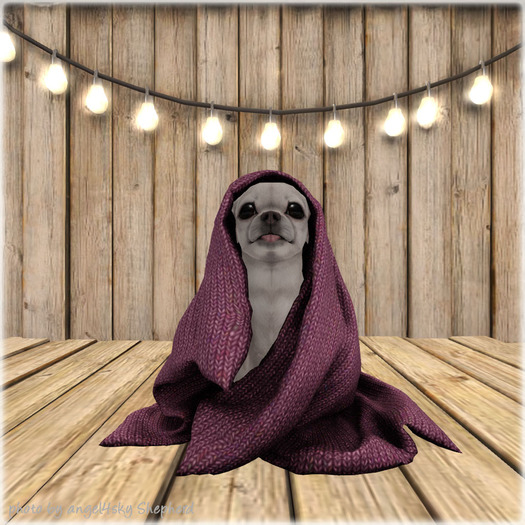 JIAN Cheeky Chihuahuas BOX 1. Comfy Blankie RARE