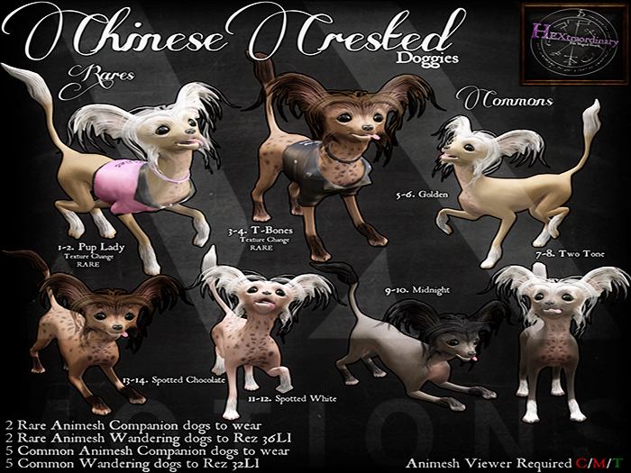 10. *HEXtraordinary* Chinese Crested - Midnight Companion