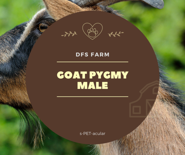 DFS Goat Pygmy - Male