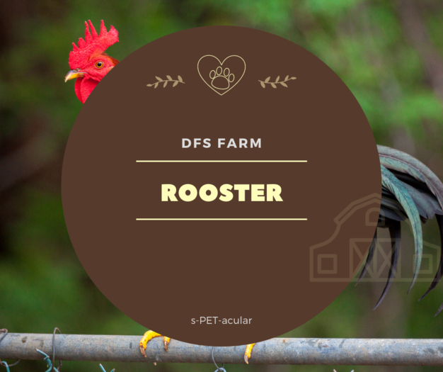 DFS Rooster