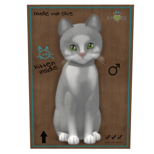 KittyCatS Box - New Born Kitten