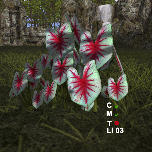 CALADIUM 04 (ADD)