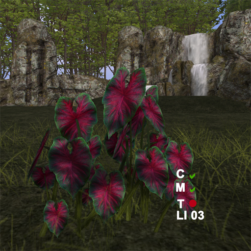 CALADIUM 02 (ADD)