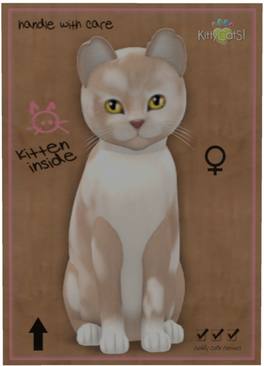KittyCatS Box - British Shorthair - Cream & White