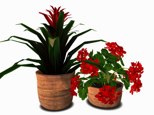 [AE] Garden Store - Geraniums & Bromeliad Terracotta Set