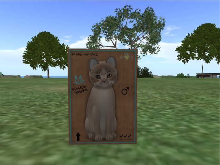 KittyCatS Box - New Born Kitten