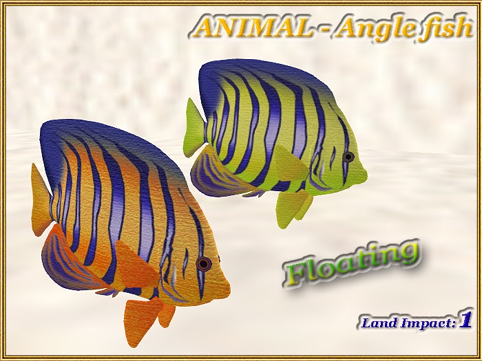 ANIMAL - Angle fish (1 LI) (Full perm)