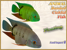 ANIMAL - Banded Cichlid Fish (1 LI) (Full perm)