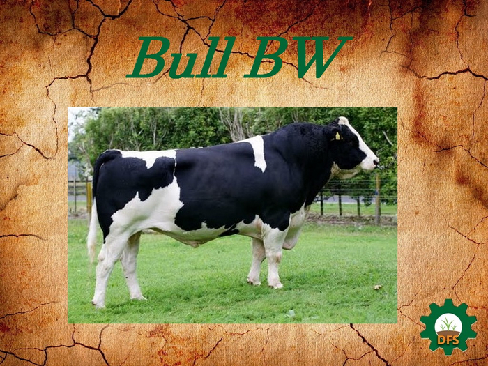 DFS Texture Bull BW