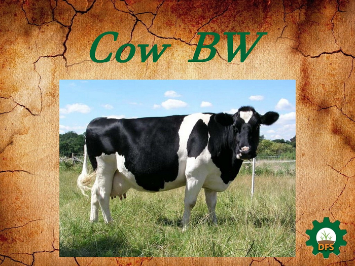 DFS Texture Cow BW
