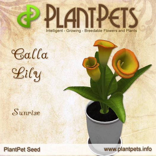 PlantPet Seed [Calla Lily *Sunrise*]
