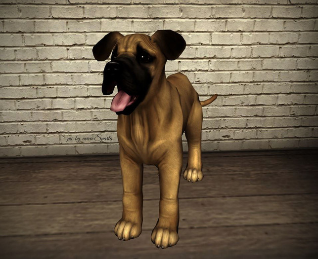 JIAN 'dorable Danes 5. Fawn Companion Pup BOX