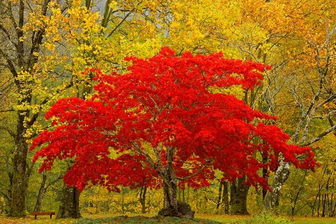 texture background Autumn