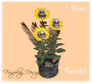 ~Potted Skull Sunflowers ~