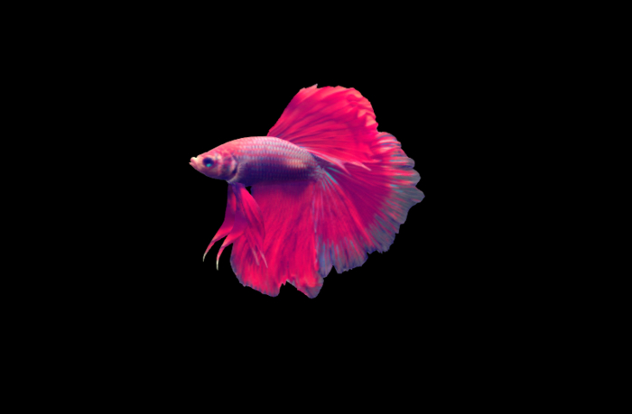 Tropical Fish * Betta Warrior * +txture