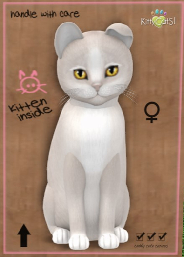KittyCatS Box - New Born Kitten