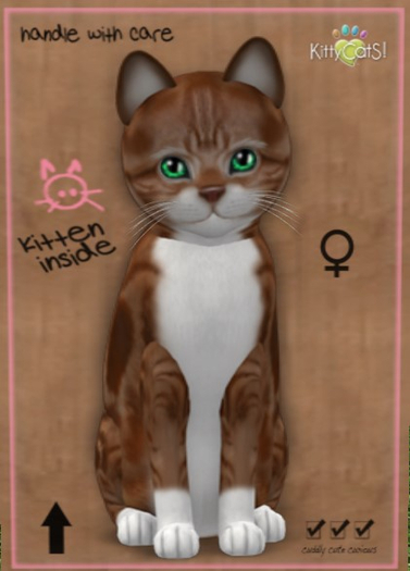 KittyCatS Box - New Born Kitten