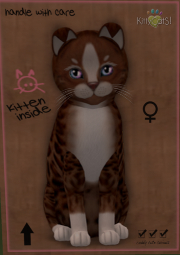 KittyCatS Box - New Born Kitten