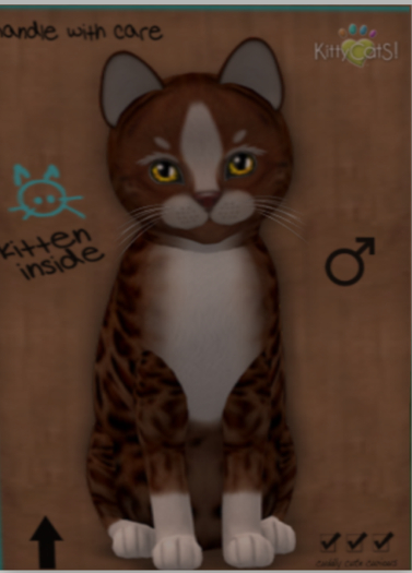 KittyCatS Box - New Born Kitten