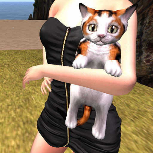 JIAN Munchkin Kittens :: Calico Held Kitten