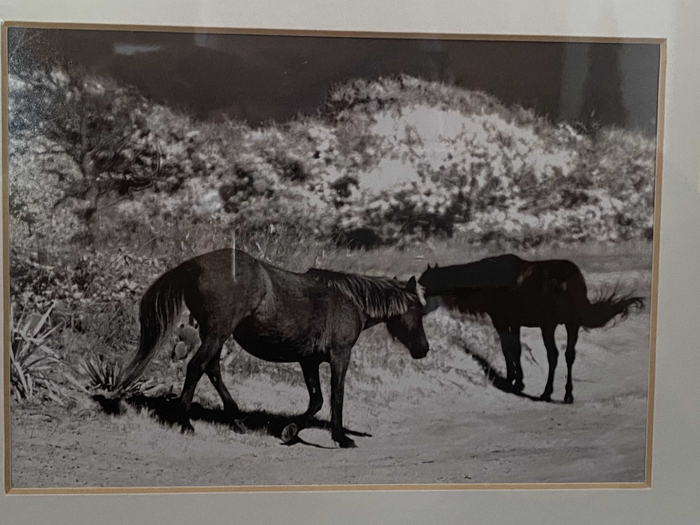 Horse 7