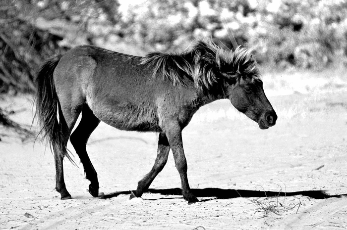 Horse 2