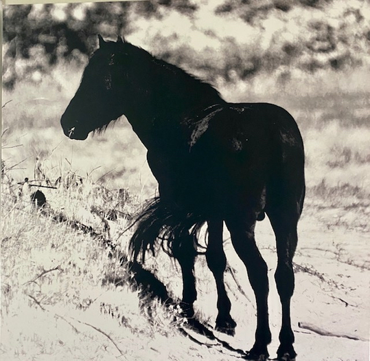 horse 1