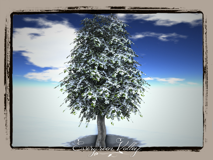 EV - Oak Falling Snow Tree 3