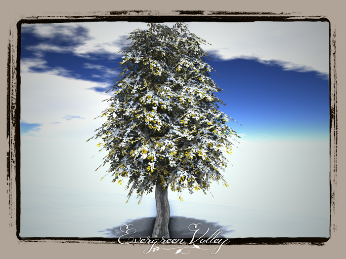 EV - Oak Falling Snow Tree 4