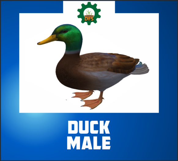 DFS DUCK MALE (texture)