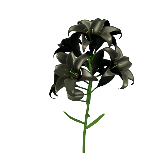 11:BOILDEGG YURI BLACK