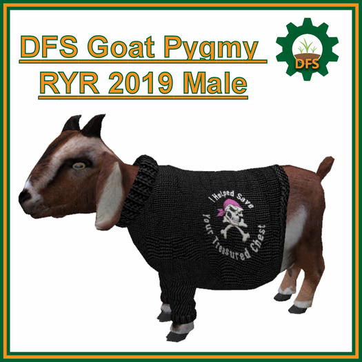 DFS Goat Pygmy RYR 2019 - Male
